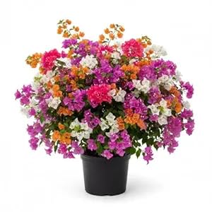 Image of live plants (FLOWER PLANT-)