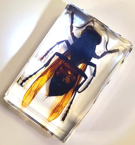 Image of 44mm Real Asian Giant Hornet in Crystal Clear Lucite Resin Crafts Specimen Preserved Various Animal Insect Bug Taxidermy Collection for Biology Science Education & Desk Ornament Display Supplies