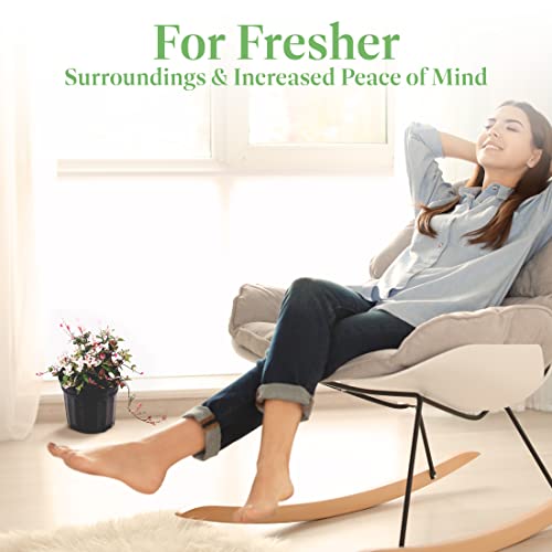 American Plant Exchange Live Snow N Summer Jasmine Plant With Fragrant White Flowers, Japanese Star Jasmine Plant, Plant Pot For Home And Garden Decor, 6" Pot #TOP6