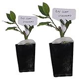 Mediterranean Bay Leaf, Bay Laurel Live Plant. Standard Variety - Laurus Nobilis. Live Plant. Fragrant, Fresh, Edible. Best for Ground Planting Outdoor. (2 Bay Laurel Plants in Cup)