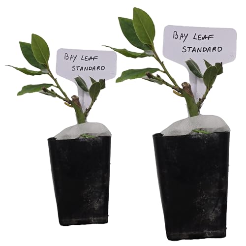 Mediterranean Bay Leaf, Bay Laurel Live Plant. Standard Variety -