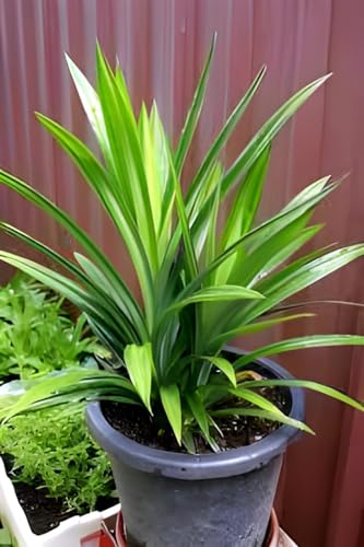 All Time Original Payes leaf/Pandan leaf/Basmati leaf/Briyani leaf plant || For home garden outdoor indoor plant.