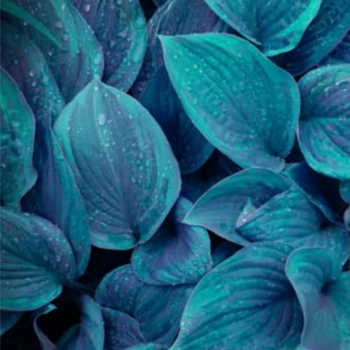Heat-Tolerant Blue Hosta Seeds for Rock Gardens (200pcs)