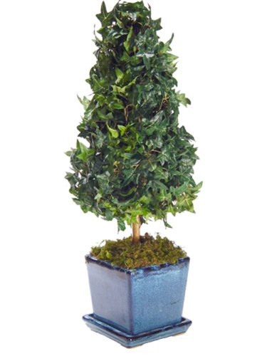 Home In The City Mini English Ivy Topiary 23