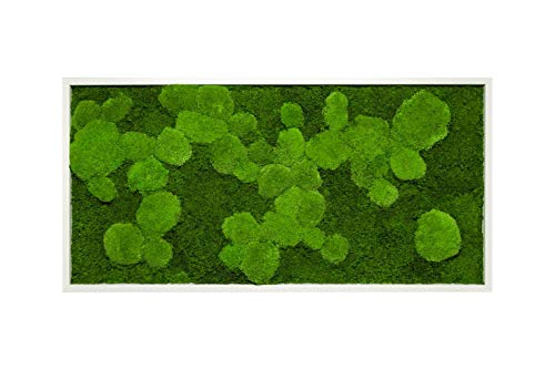 Moosbild mit Pflanzenbildern für Wanddekoration