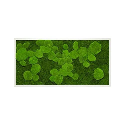 Moosbilder Wandgestaltung, Bild mit Moos und Bilderrahmen, Moosbild, Mooswand, Wandbild, Kugelmoos Moosplatte Pflanzenbilder Moosbilder versch. Maße günstig (100 x 35 cm, weiß)