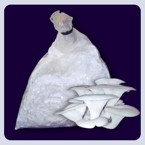 Image of White Big-Size Oyster Mushroom Growing Spawn /Seed (200 Gm + 2 PP Bags), First Generation Edible F1 PO Variety High Yield Big Petal White Oyster Mushroom Seed for Mushroom Farming