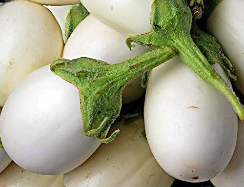 Golden Hills Farm® (AVG 500-2000) seeds WHITE ROUND BRINJAL SEEDS (B093QGG2HF) Amazon Price History, Amazon Price Tracker