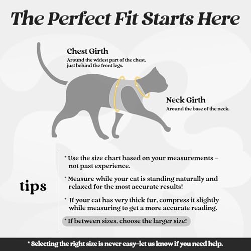 Image of rabbitgoo Cat Harness and Leash Set, Step-in Soft Vest, Black | Escape Proof, Lightweight, Easy-on & Adjustable, Hook & Loop with Buckle, Reflective, for Small Cats Walks, L