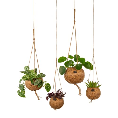 Hello Plants Scindapsus + Pilea + Tradescantia + Succulent Kokodama Juego de 4 30cm alto, 17Ø - Plantas de interior fáciles - Plantas tropicales - Planta de limpieza - Recién salido de la Cover