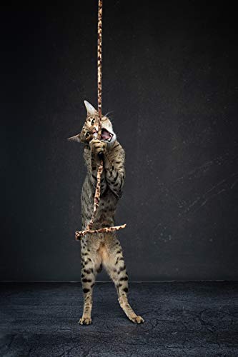 Cat Dancer Jungle Cat Wand 2 Pack, Multi Color (305),Medium Breeds #TOP4