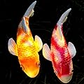 Tooyuart Set of 2 Solar Koi Fish Garden Statues - Ceramic Fish Sculptures for Outdoor Patio, Yard, Lawn & Balcony Decor - Waterproof Garden Ornaments with LED Lights