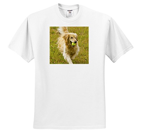 3dRose, Colorado, Summit County, Golden Retriever Dog - US06 BJA0068 - Jaynes Gallery, T-Shirt