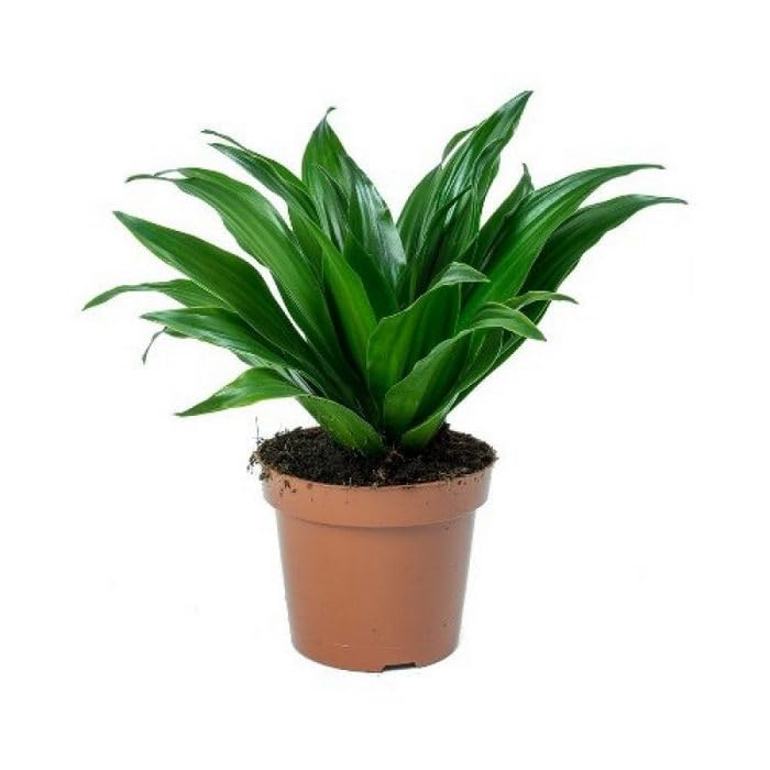OhhSome Nursery Dracaena Compacta Live Indoor Plant With Pot Dracena Green(1 Plant) (B0C7VTJL4T) Amazon Price History, Amazon Price Tracker