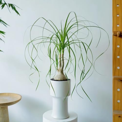 Semillas de plantas de pata de elefante, semillas de árboles bonsái. jardín de plantas de pata de elefante, sala de estar con plantas en macetas decoracion de balcones semillas de 100pcs