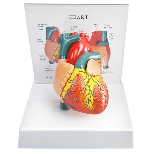 Image of Human Heart Anatomical Model, Life Size 2 Parts Human Heart Model Shows Arteries Veins with Base and Detailed Guide for Medical Science Education Study or Teaching