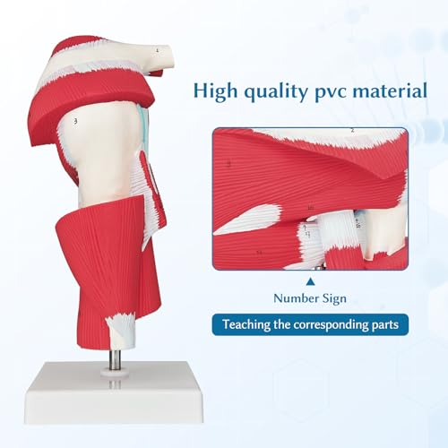 Image of SFXYJ Shoulder Joint Muscled Model, 1:1 Life Size Human Complete Shoulder Anatomy Model Musculature from Rotator Cuff to Subscapular Tendon Muscles with Product Manual for Medical Study Training