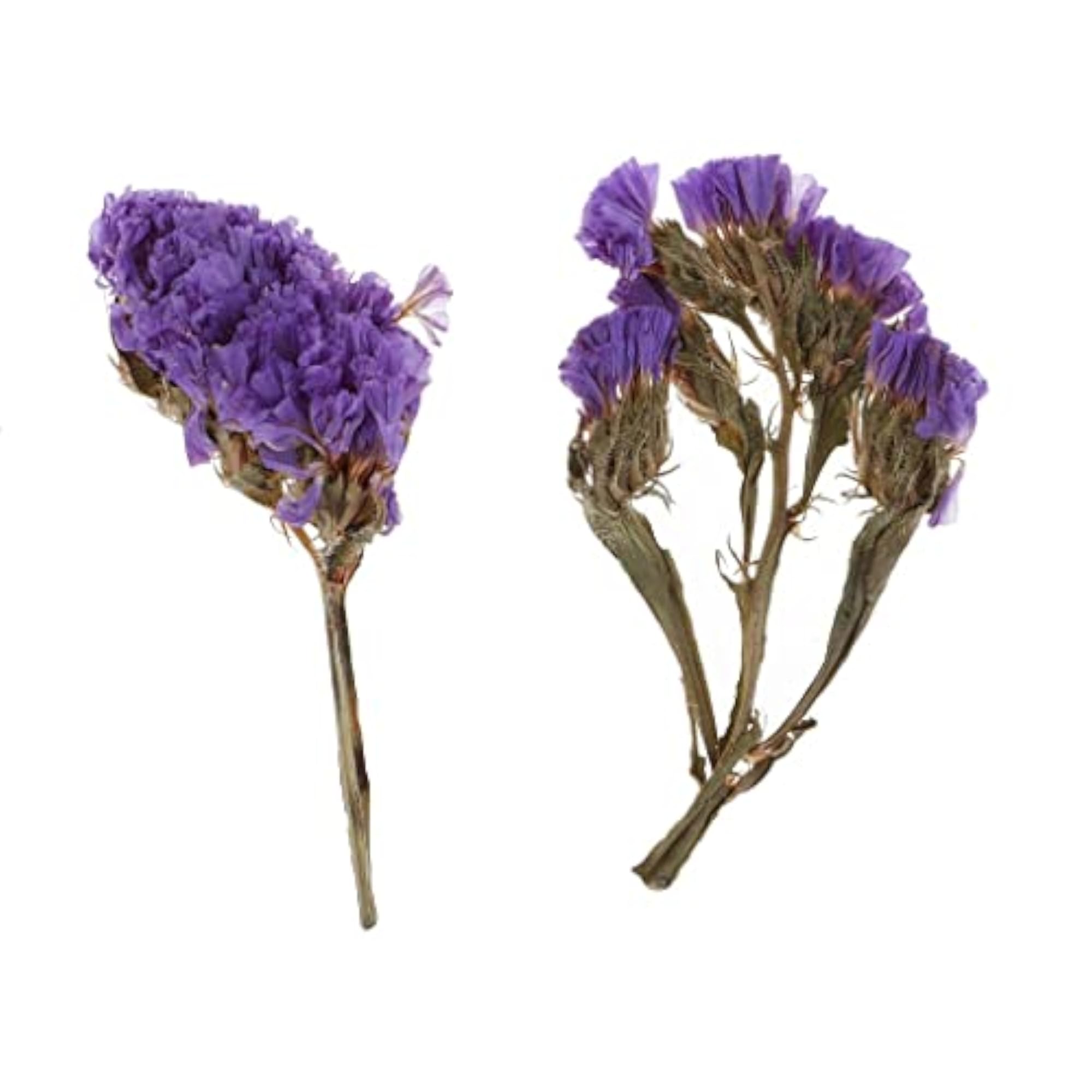 Natural Dried Flowers for Candle Making, Forget-me-not