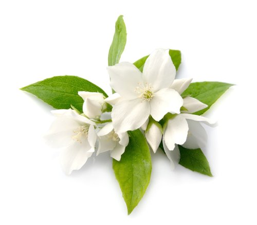 Jasmin - Huile aromatique thaïlandaise - 250 ml - Huile de massage avec parfum de Thaïlande - Huile de jasmin Cover
