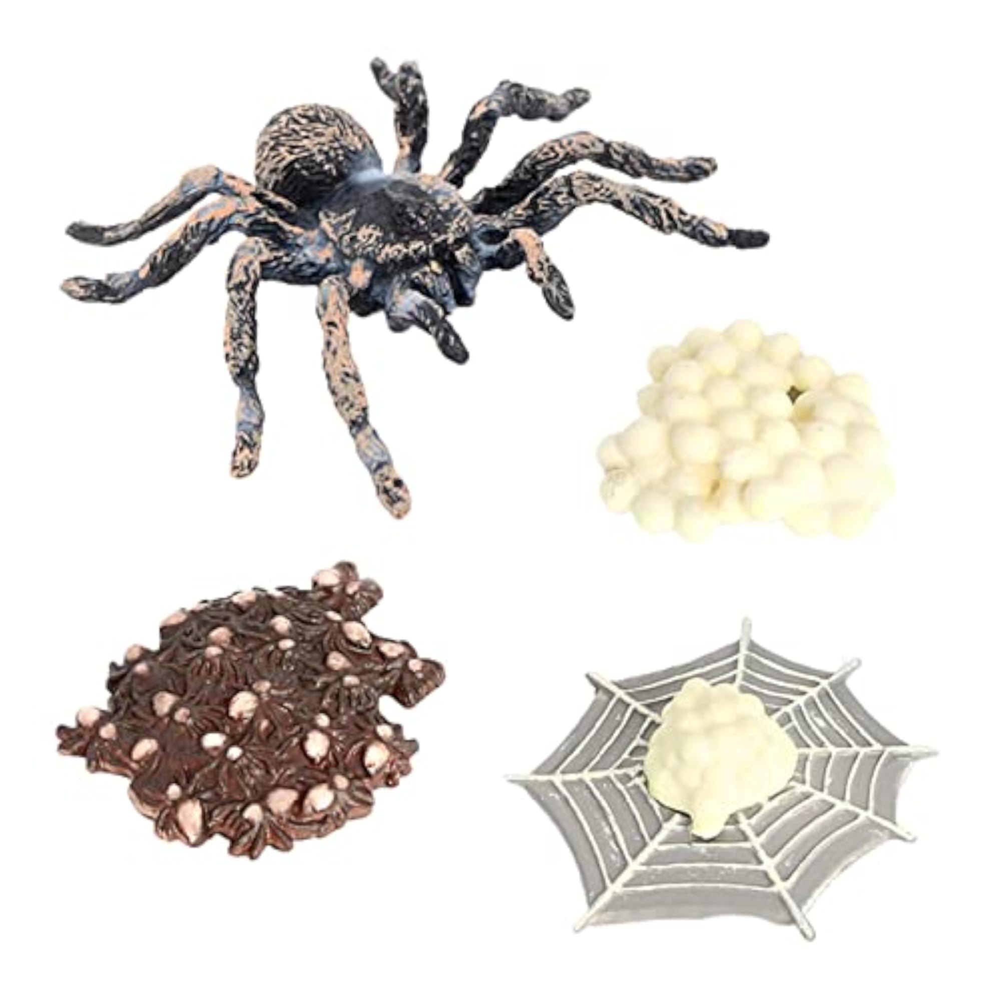 Realistic Poly Spider Growth Life Cycle Education Toy