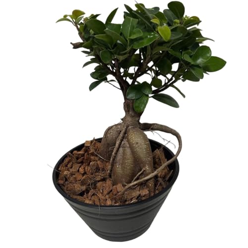 観葉植物 7号 ガジュマル」の人気商品一覧 | 安い商品を通販サイトから