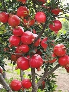 PlantaZee Live Hybrid Dwarf Pomegranate Fruit Plant