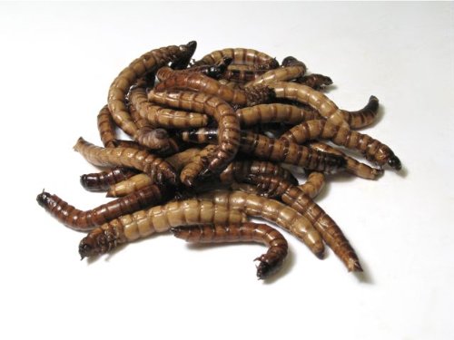 Worms