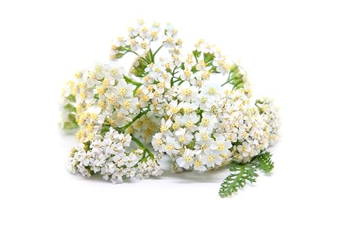 TKE Farms & Gardens - White Yarrow Seeds for Planting - 3000+ Non-GMO Heirloom Medicinal Herb Seeds, Enjoy Lush Blooms for a Stunning Garden, Cold-Hardy Perennial for Containers & Gardens
