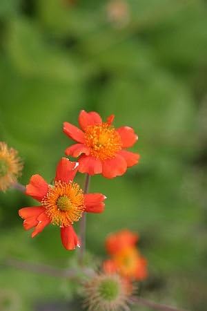 Amazon オレンジダイコンソウ オレンジ大根草 7 5cmポット 植木