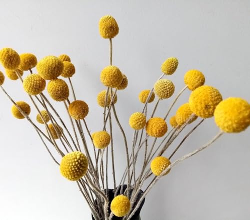 Flores Secas Craspedia Amarillas 50 Pcs 17 Pulgadas miniatura 3