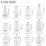 Zoom IMG-1 zosenyer 12 vasi in vetro Zoom IMG-1 zosenyer 12 vasi in vetro