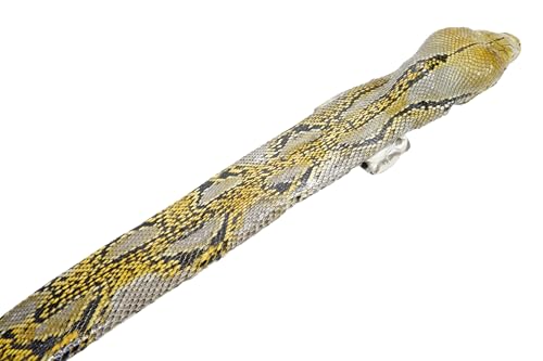 Genuine Python Snake Skin with Head Belt 46" Long4