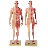 figura buda Figura de anatomía masculina y femenina de 11 pulgadas (30 cm) para el kit de estudio anatómico médico de la escuela, referencia anatómica para artistas