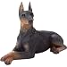 Sandicast Small Size Black Doberman Pinscher Sculpture, Lying