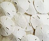 Tumbler Home White Sand Dollars 2.5'-3' inch - 20pcs - Real Sand Dollars