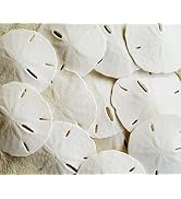 Tumbler Home White Sand Dollars 2.5
