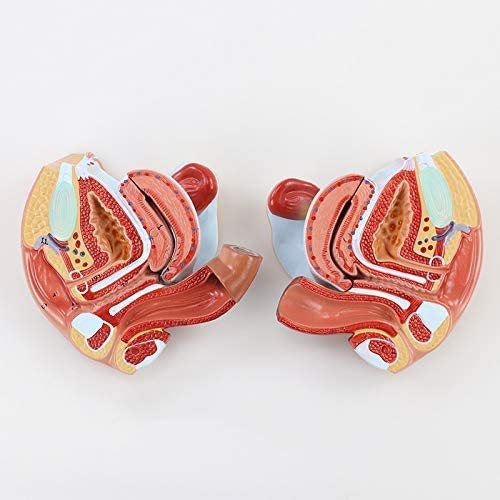 Modello anatomico di ovaio uterino, Modello genitale Femminile, grandezza Naturale, 4 Parti, per ausilio alla Formazione Medica e ginecologica, Kit scientifici, Materiale