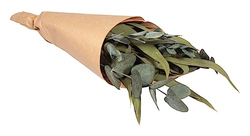 Rayher Dried Eucalyptus Stems for Crafts and Home Décor, Natural Dried Eucalyptus Leaves - Image 2