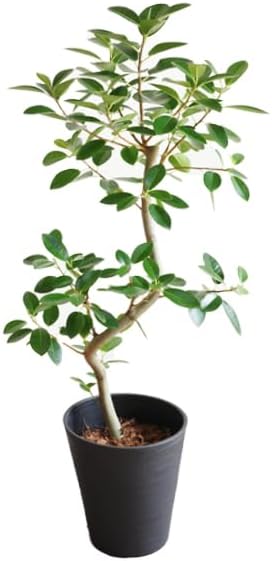 Amazon｜フランスゴム S字仕立て 観葉植物 本物 ブラックセラアート鉢 