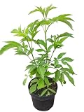 Zwerg-Holunder `Ranch´, Sambucus canadensis,...
