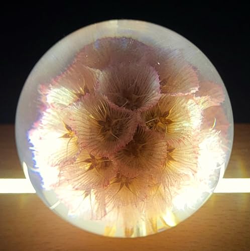 Image of 60mm Real Rose Pink Windmill Fruit Starflower Flower Pincushion Seeds in Clear Lucite Resin Paperweight Scabiosa Stellata Anniversary Wedding Valentine Mother's Day Gift Herbarium Display Collection