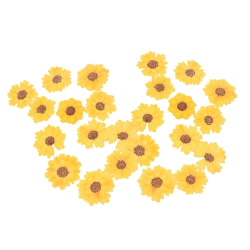 24 flores secas margaritas prensadas para manualidades miniatura 1