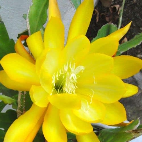 Yellow Epiphyllum Orchid Cactus Cutting, Succulents Plant
