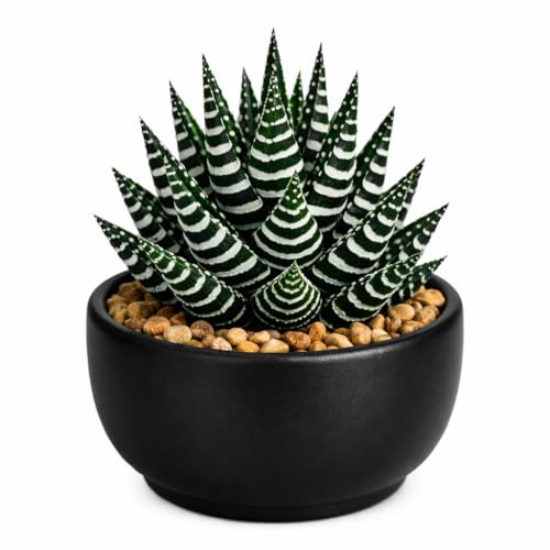 Live Haworthia Zebra Succulent | Decorative Indoor Plant with Pot | Easy Care Houseplant for Home, Office & Table Decor