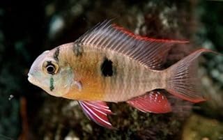 3-Pack Bolivian Ram Cichlids 1–1.5” – Live Freshwater Aquarium Fish – Peaceful South American Dwarf Cichlids – Vibrant Color & Graceful Behavior – Ideal for Planted or Community Aquariums