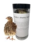 Undique Bird Dog Training Quail