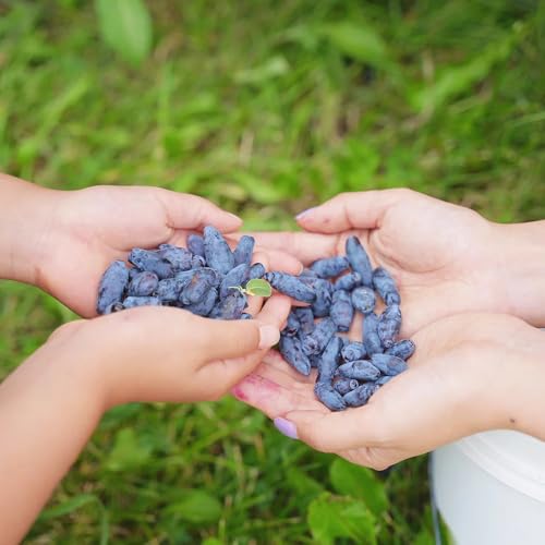 semillas de arándano siberiano - extremadamente resistentes variedades antiguas Balcón cama elevada 200pcs