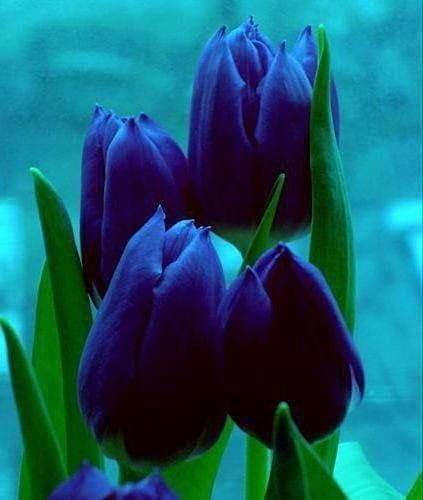 Radha Krishna Agriculture Imported Veriety Mix Colour Tulips (Tulipa) Flower Bulbs For Planting Home Garden pack of 2 Flower bulbs (B097P1VTTV) Amazon Price History, Amazon Price Tracker