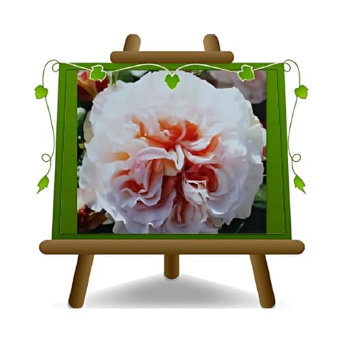 Rose Nobili Grandes Fleurs 10-12 cm - Hybride de Thea Comtessa - Vase 19x19 cm 6 litres - Age 3 ans