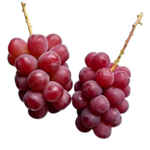 スカーレット 5kg [2026年7月上旬発送開始](茨城県共通品:大子町) スカーレット ぶどう ブドウ 葡萄 皮ごと 希少種 フルーツ 赤い シャインマスカット 血統 贈答用 旬果